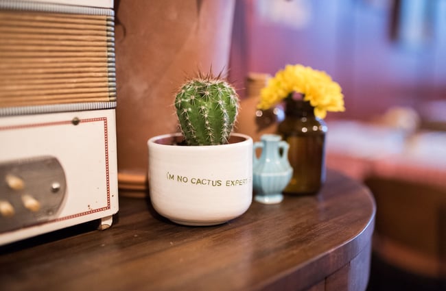 Mini cactus on a wooden table.