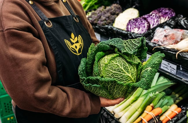 Someone holding cabbage at Commonsense Organics in Kilbernie