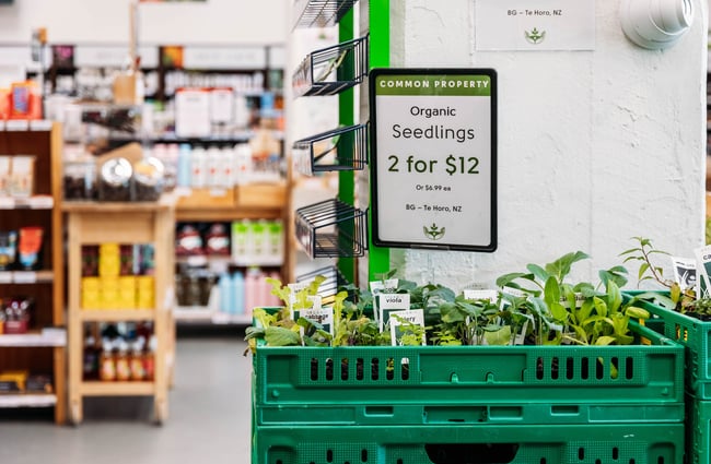 Close up of seedlings at Commonsense on Tory Street in Wellington