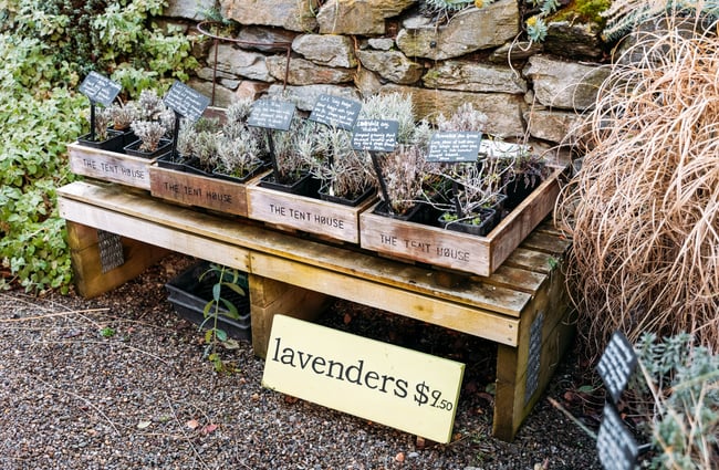 A close up of a box of fresh lavender plants.