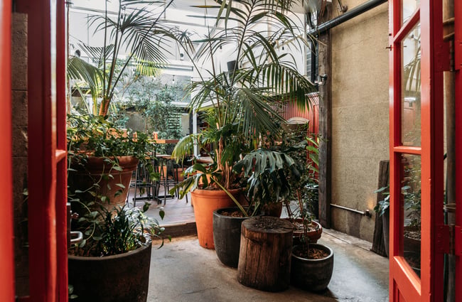 Plenty of greenery and plant life at Cuba St Tavern.