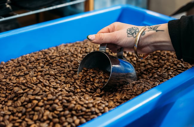 A hand scooping up roasted coffee beans with a milk jug.