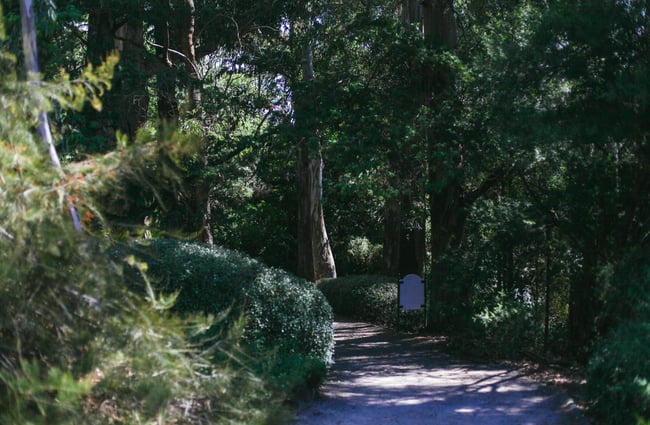 Pathway into forest.