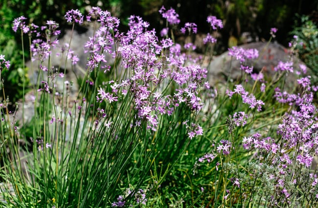 Purple flowers on a bush.