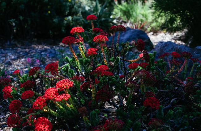 Red flowers on a bush in the shade.