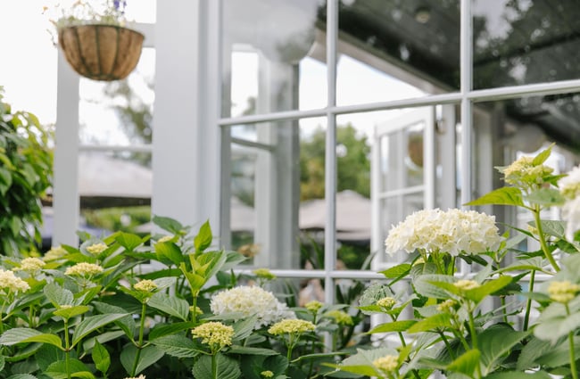 Hydrangea plant at Dux Dine, Christchurch.