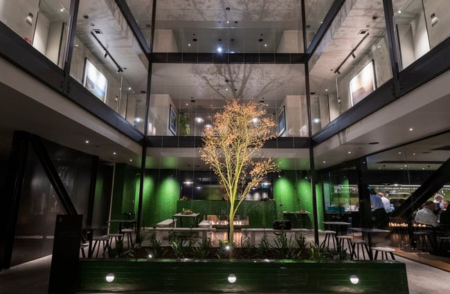 Illuminated tree in the atrium at Ebb, Dunedin.