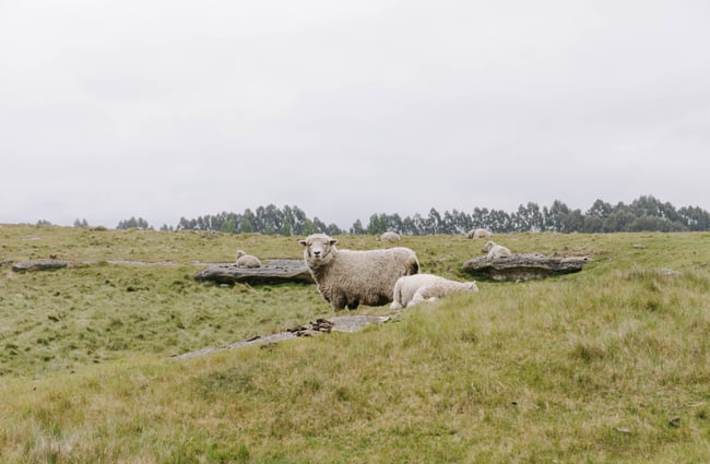 Sheep at Elephant Rocks in the Waitaki Whitestone Geopark.