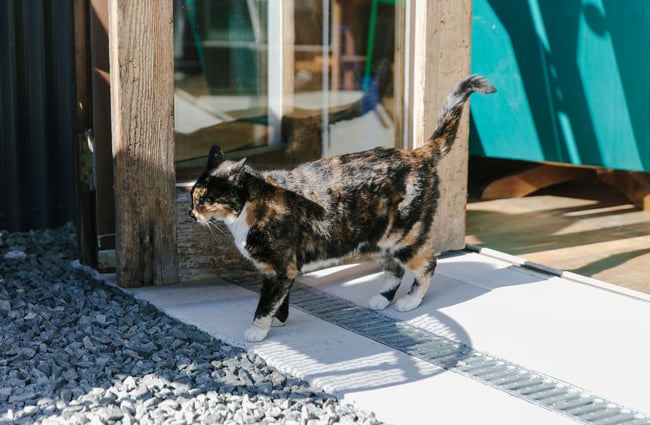Cat at Emporium Brewing, Kaikōura.
