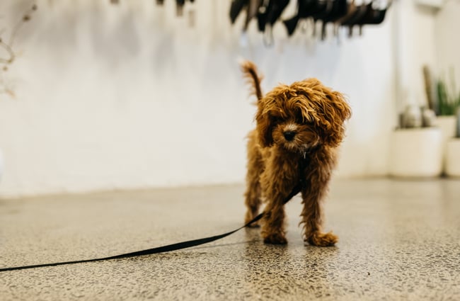 A dog in the shop.