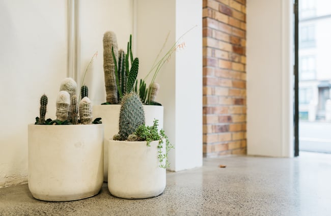 Plants on the ground.