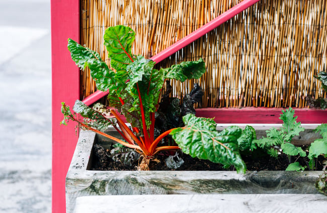 Silverbeet growing in the garden at Gispy Kitchen cafe Wellington.
