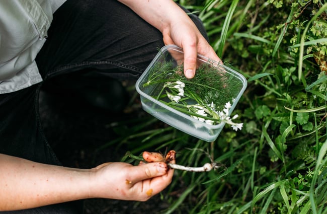 A close up of herbs in a box being held by a chef.