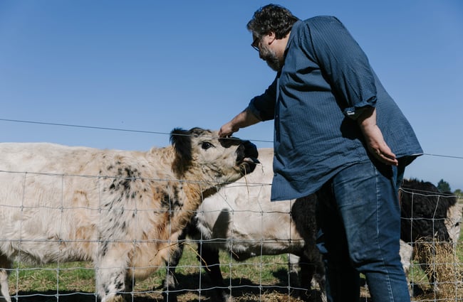 Man patting a cow at the farm at Hapuku Kitchen.