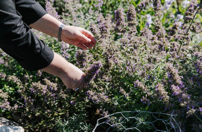 Someone foraging flowers in the garden.