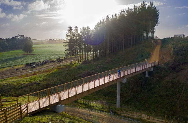 He Ara Kotai Pathway surrounded by trees and green grass.