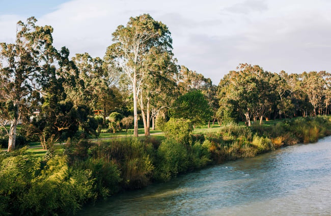 The view from the He Ara Kotahi Bridge of trees and the river.