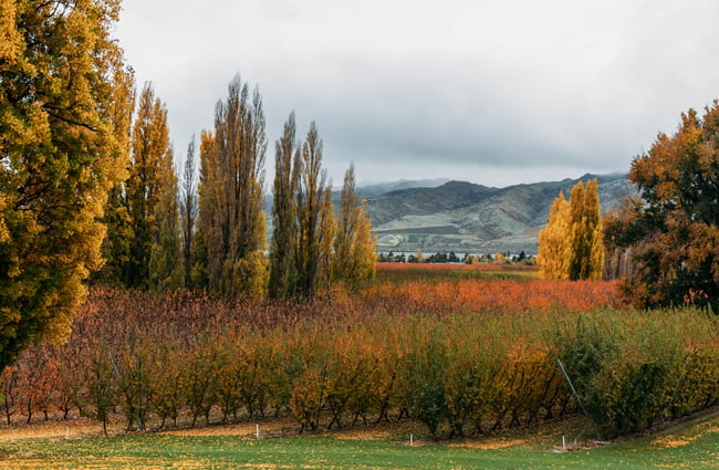 Autumnal foliage on display in the orchard at Jackson Orchards.