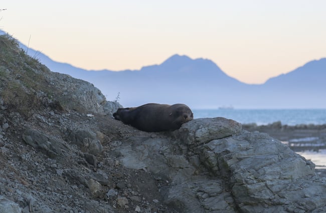 Close up of a seal on the rocks on Kaikōura Peninsula Walkway, Kaikōura.