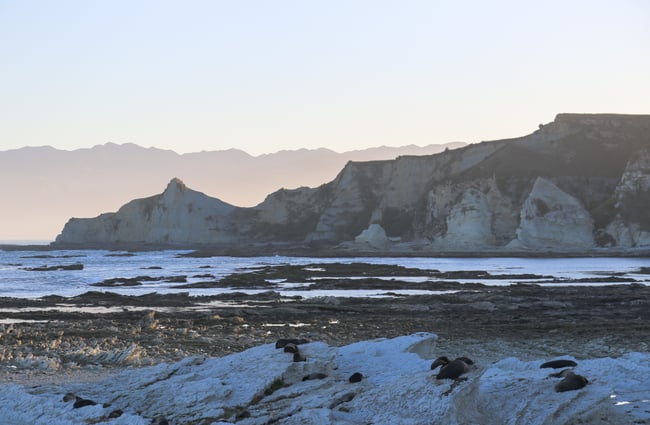 Mountain views and seals on Kaikōura Peninsula Walkway, Kaikōura.