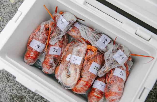 Crayfish wrapped in clingfilm in chilly bin.