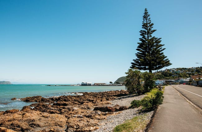 A walkway and big pine tree next to the Karehana Bay.