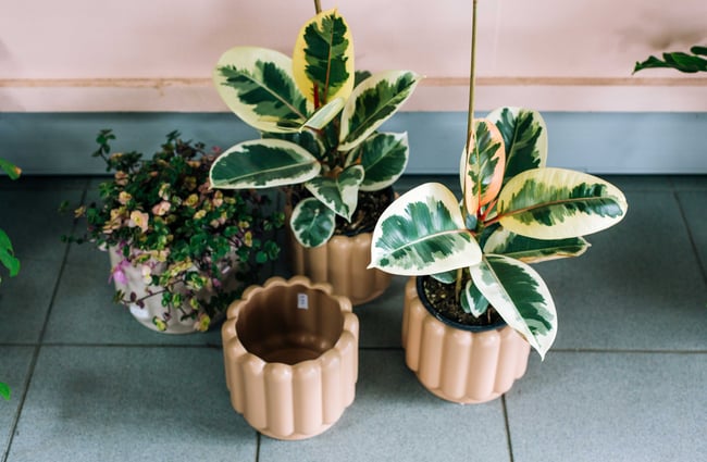 Plants for sale at Le Fleur.