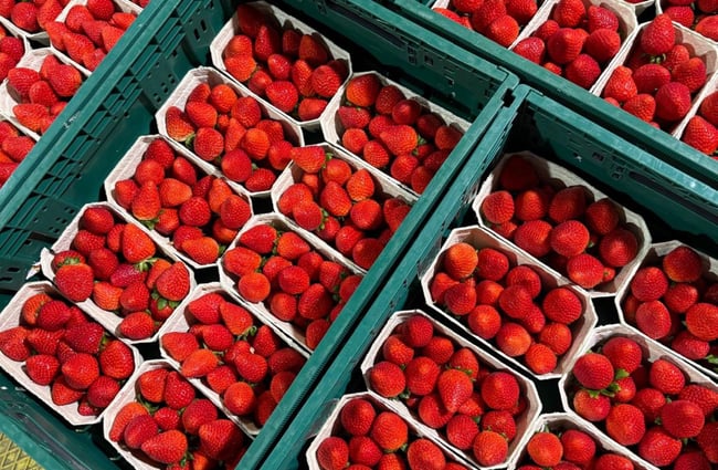 Crate of punnets of strawberries at Lewis Farms.