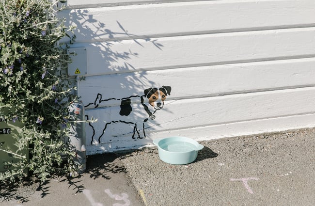 A painting of a dog waiting outside Little Vintage Espresso cafe Amberley, North Canterbury.