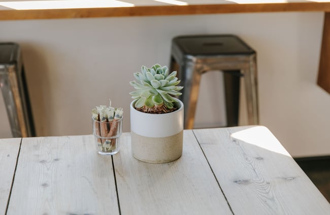 Succulent plant on the table at Little Vintage Espresso, North Canterbury.