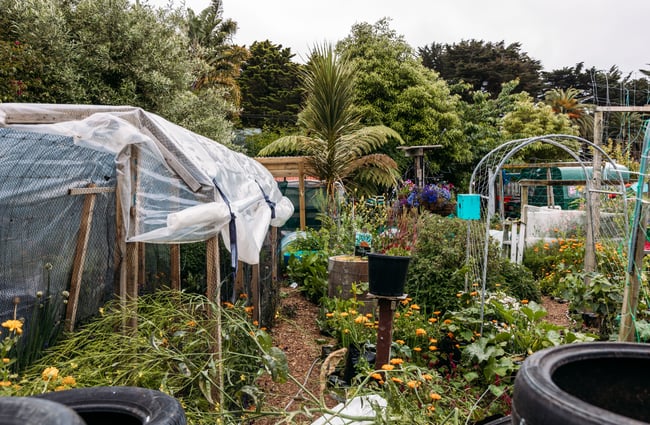 A vegetable garden on a cloudy day.
