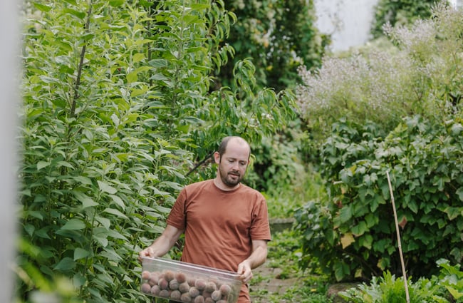 Giulio carrying a box of black boy peaches in his orchard.
