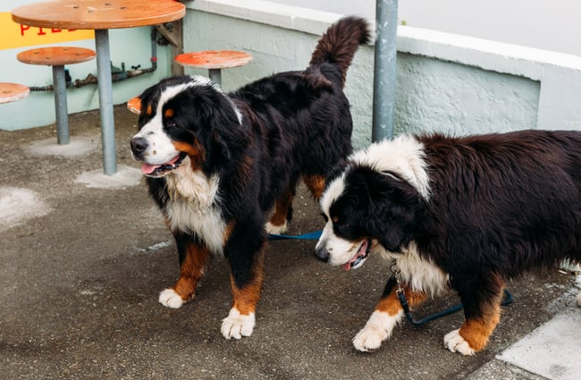Two Saint Bernard dogs sitting outside cafe