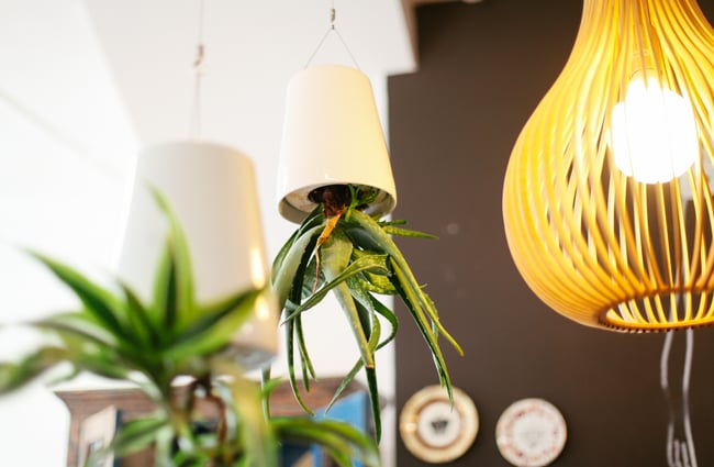 Hanging pots from the ceiling.