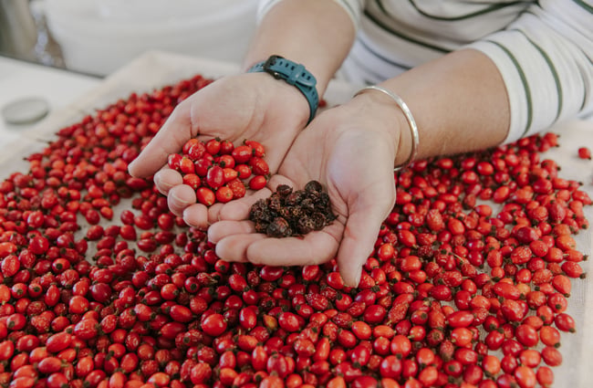 Hands filled with juniper berries at Mt Fyffe Distillery, Kaikōura.