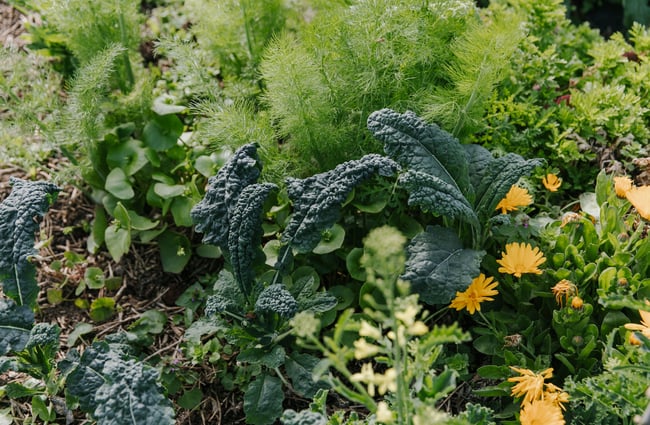 A close up of silverbeet growing.