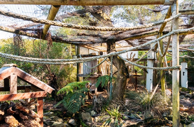 Kea enclosure at Ngā Manu.