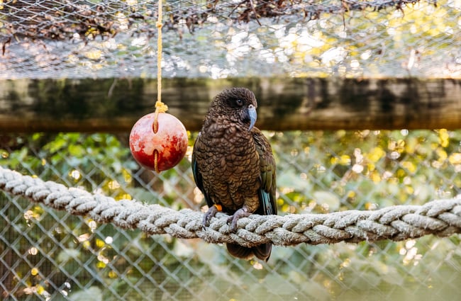 Kea sitting on a rope in the enclosure at Ngā Manu.
