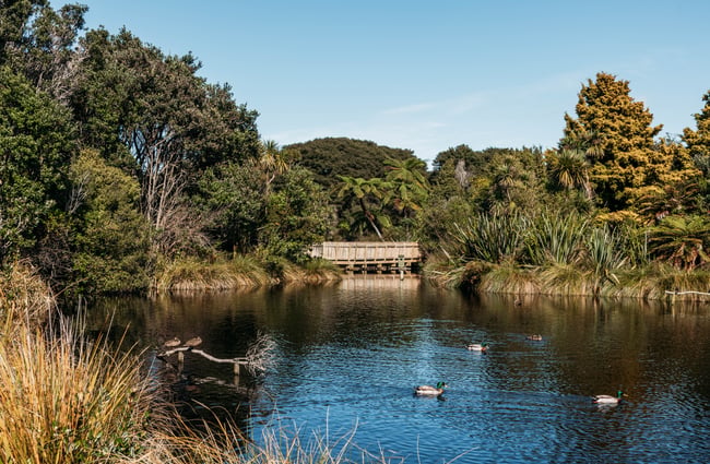Lake with some ducks in it in the foreground, with greenery and bush in the background at Ngā Manu.