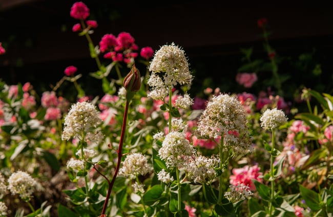 A close up of white flowers and a pink rose in a garden.