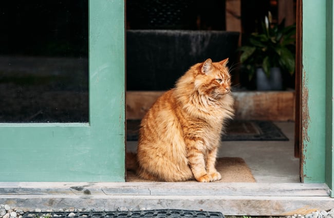 Cat sitting outside of NZ Native Oils.
