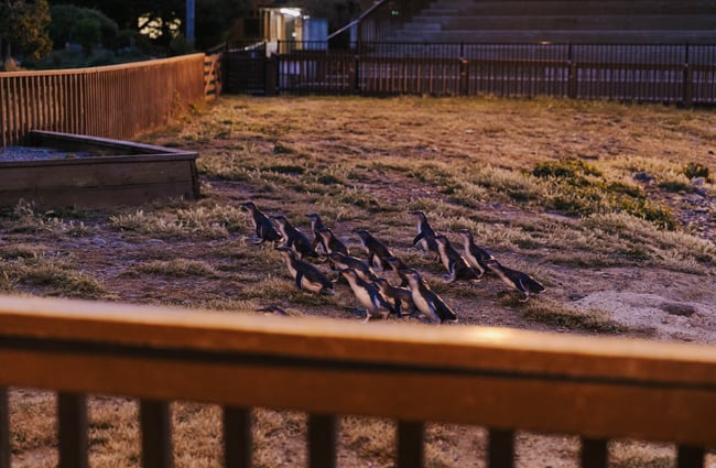 Blue penguins running around viewing area in Ōamaru.
