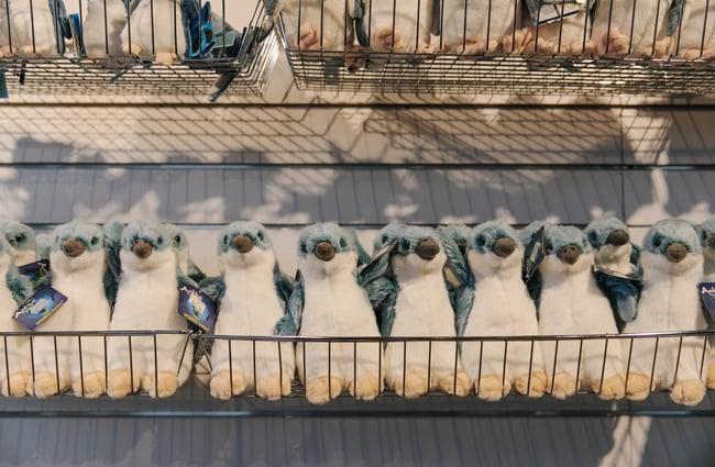 Close up of soft toy penguins in Ōamaru.