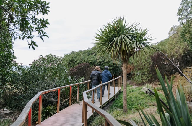 Walkway to penguin colony in Ōamaru.