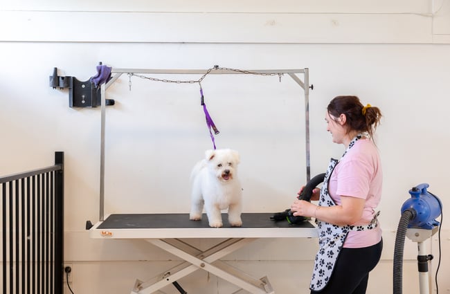 Dog on the grooming table at Old School Collective.