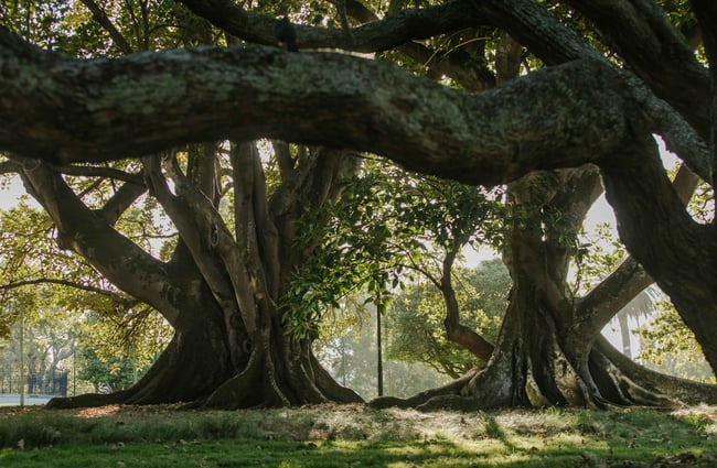 Large old trees in Albert Park.