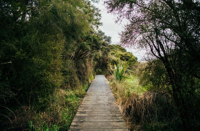 Boardwalk amongst the trees.
