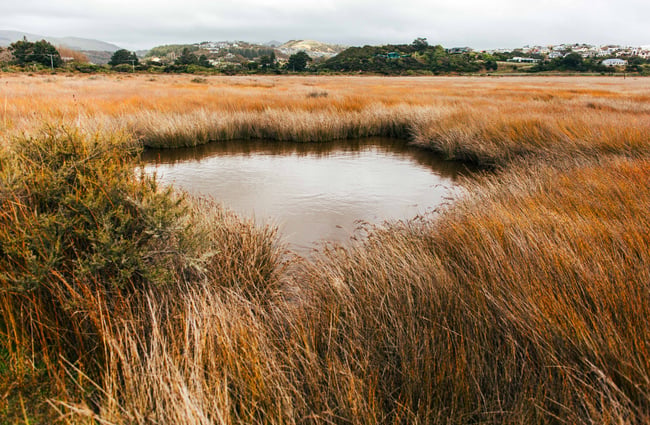 Grassy wetlands with pond.