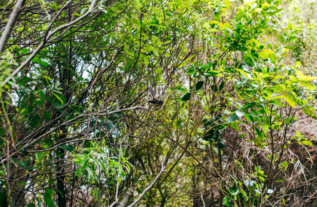 Piwakawaka in the trees.