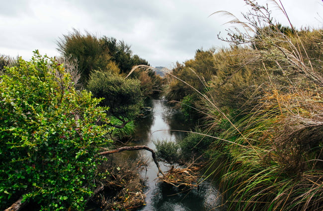 A stream with bushes on both sides of the bank.